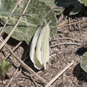 Pieris rapae at Bullen Range - 23 Sep 2018