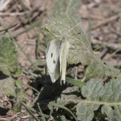 Pieris rapae at Bullen Range - 23 Sep 2018