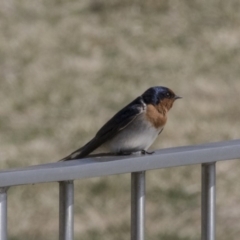 Hirundo neoxena (Welcome Swallow) at Parkes, ACT - 24 Sep 2018 by AlisonMilton