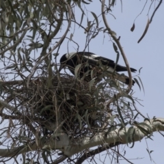 Gymnorhina tibicen (Australian Magpie) at Parkes, ACT - 24 Sep 2018 by AlisonMilton