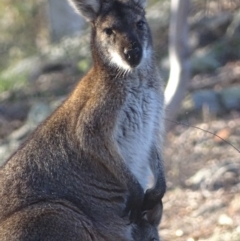 Notamacropus rufogriseus (Red-necked Wallaby) at Garran, ACT - 30 Sep 2018 by roymcd