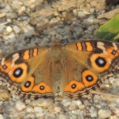 Junonia villida (Meadow Argus) at Conder, ACT - 23 Nov 2015 by MichaelBedingfield