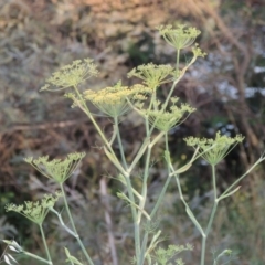 Foeniculum vulgare (Fennel) at Point Hut to Tharwa - 28 Dec 2014 by MichaelBedingfield