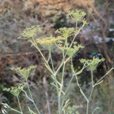 Foeniculum vulgare (Fennel) at Paddys River, ACT - 28 Dec 2014 by michaelb