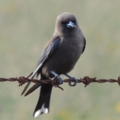 Artamus cyanopterus (Dusky Woodswallow) at Paddys River, ACT - 28 Dec 2014 by michaelb