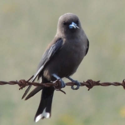 Artamus cyanopterus (Dusky Woodswallow) at Paddys River, ACT - 28 Dec 2014 by michaelb