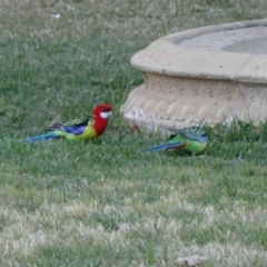 Platycercus eximius (Eastern Rosella) at Reid, ACT - 1 Oct 2018 by JanetRussell