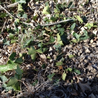 Hedera sp. (helix or hibernica) (Ivy) at Campbell, ACT - 2 Sep 2018 by JanetRussell