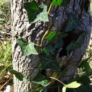 Hedera sp. (helix or hibernica) at Campbell, ACT - 2 Sep 2018