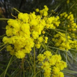 Acacia boormanii at Bruce, ACT - 8 Sep 2018