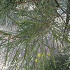 Acacia boormanii at Bruce, ACT - 8 Sep 2018