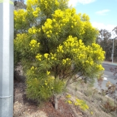 Acacia boormanii at Bruce, ACT - 8 Sep 2018