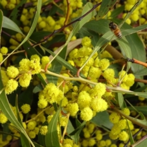 Acacia pycnantha at Bruce, ACT - 8 Sep 2018 03:06 PM