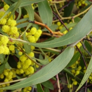 Acacia pycnantha at Bruce, ACT - 8 Sep 2018 03:06 PM