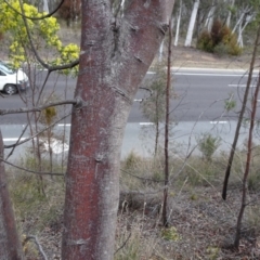 Acacia pycnantha at Bruce, ACT - 8 Sep 2018 03:06 PM