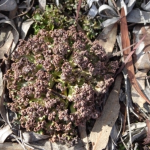 Heterodea sp. at Bruce, ACT - 8 Sep 2018 02:59 PM