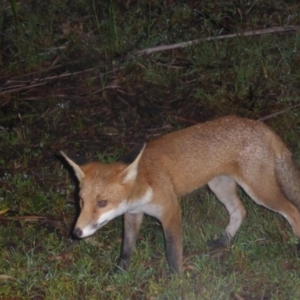 Vulpes vulpes at Paddys River, ACT - 12 Mar 2016