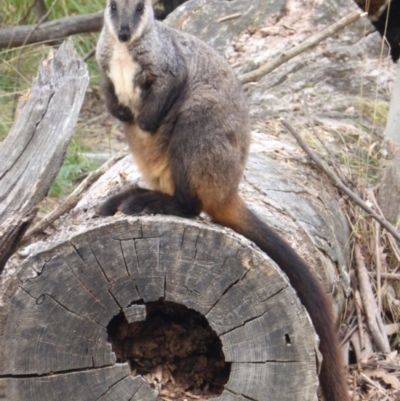 Petrogale penicillata (Brush-tailed Rock Wallaby) at Paddys River, ACT - 26 Mar 2016 by MichaelMulvaney