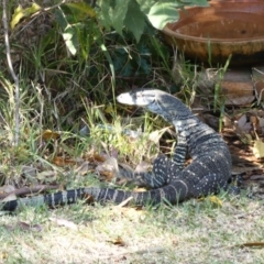 Varanus varius (Lace Monitor) at Undefined - 2 Oct 2018 by Marg