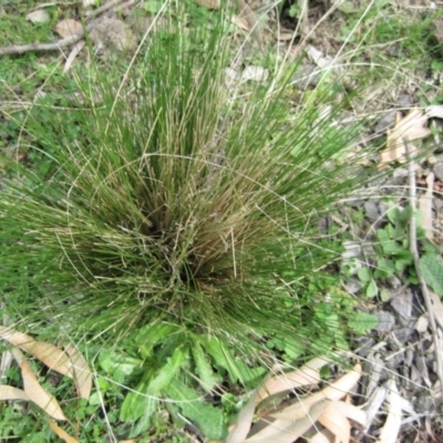 Nassella trichotoma (Serrated Tussock) at Wamboin, NSW - 27 Sep 2010 by natureguy