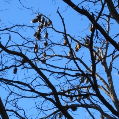 Pteropus poliocephalus (Grey-headed Flying-fox) at Canberra, ACT - 3 Jul 2010 by natureguy