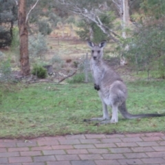 Macropus giganteus (Eastern Grey Kangaroo) at Wamboin, NSW - 25 Apr 2015 by natureguy