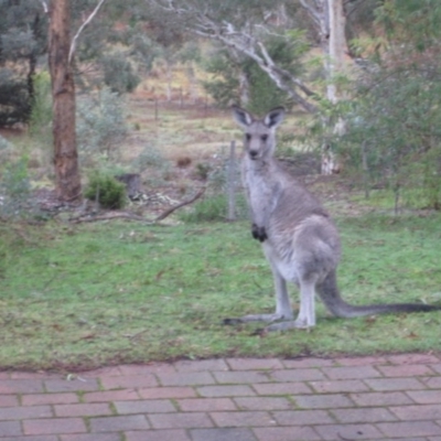 Macropus giganteus (Eastern Grey Kangaroo) at Wamboin, NSW - 25 Apr 2015 by natureguy