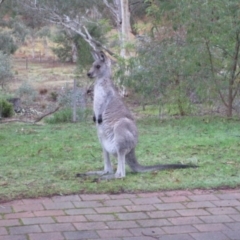 Macropus giganteus at Wamboin, NSW - 26 Apr 2015 09:42 AM