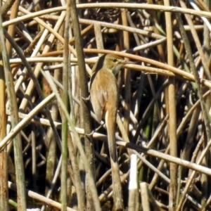 Acrocephalus australis at Watson, ACT - 2 Oct 2018