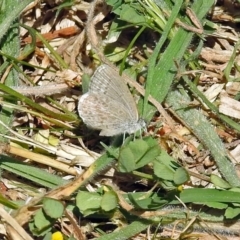 Zizina otis (Common Grass-Blue) at Watson Green Space - 2 Oct 2018 by RodDeb