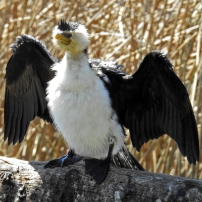 Microcarbo melanoleucos (Little Pied Cormorant) at Watson Green Space - 2 Oct 2018 by RodDeb