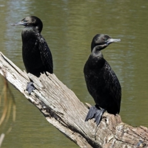 Phalacrocorax sulcirostris at Watson, ACT - 2 Oct 2018