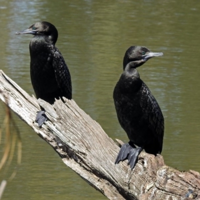 Phalacrocorax sulcirostris (Little Black Cormorant) at Watson, ACT - 2 Oct 2018 by RodDeb