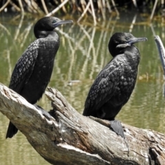 Phalacrocorax sulcirostris at Watson, ACT - 2 Oct 2018