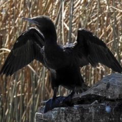 Phalacrocorax sulcirostris at Watson, ACT - 2 Oct 2018