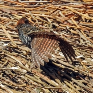 Gallirallus philippensis at Watson, ACT - 2 Oct 2018