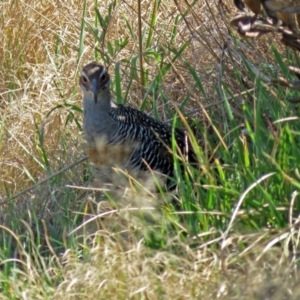 Gallirallus philippensis at Watson, ACT - 2 Oct 2018