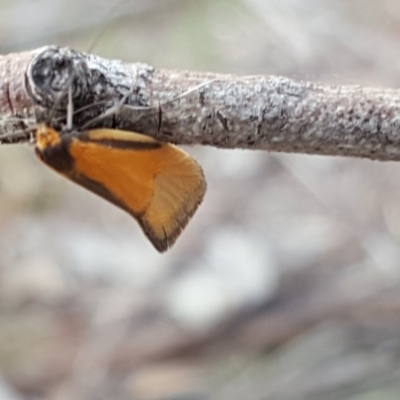 Philobota undescribed species near arabella (A concealer moth) at Jerrabomberra, ACT - 2 Oct 2018 by Mike