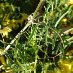 Cassytha glabella (Slender Devil's Twine) at Parkes, ACT - 1 Oct 2018 by JanetRussell