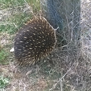 Tachyglossus aculeatus at Dunlop, ACT - 2 Oct 2018 01:21 PM