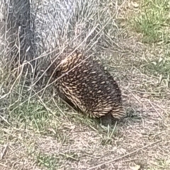 Tachyglossus aculeatus at Dunlop, ACT - 2 Oct 2018 01:21 PM