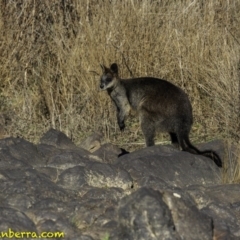 Wallabia bicolor (Swamp Wallaby) at Stromlo, ACT - 23 Sep 2018 by BIrdsinCanberra