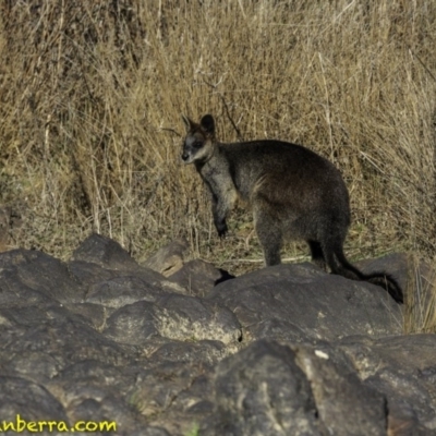Wallabia bicolor (Swamp Wallaby) at Stromlo, ACT - 23 Sep 2018 by JonSteinbeck