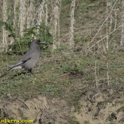 Strepera versicolor (Grey Currawong) at Stromlo, ACT - 22 Sep 2018 by BIrdsinCanberra