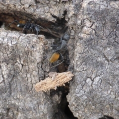 Camponotus aeneopilosus at O'Malley, ACT - 2 Oct 2018