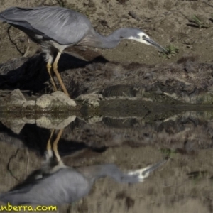 Egretta novaehollandiae at Stromlo, ACT - 23 Sep 2018 07:47 AM