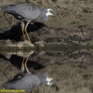 Egretta novaehollandiae at Stromlo, ACT - 23 Sep 2018 07:47 AM