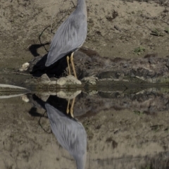 Egretta novaehollandiae at Stromlo, ACT - 23 Sep 2018 07:47 AM