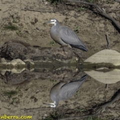 Egretta novaehollandiae at Stromlo, ACT - 23 Sep 2018