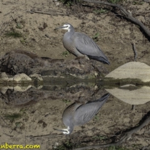 Egretta novaehollandiae at Stromlo, ACT - 23 Sep 2018 07:47 AM